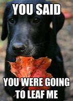 Image result for Lab Dog Meme