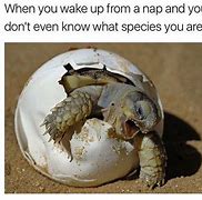 Image result for Excited Baby Turtle Meme