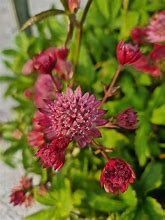 Bildergebnis für Astrantia Cerise Button