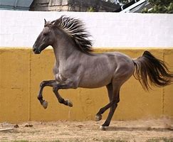 Image result for Sorraia Horse Breed