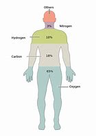 Image result for Composition of Human Body