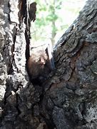 Image result for Brown Bat Sleeping