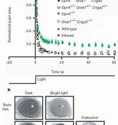 Image result for RGCs Cone-Rod