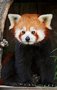 Image result for iPhone Charger Protector Red Panda
