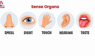 Image result for Senses and Sense Organs