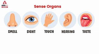 Image result for Five Sense Organs for Kids