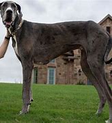 Image result for World's Biggest Dog Zeus