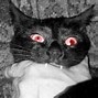 Image result for Evil Scary Cat