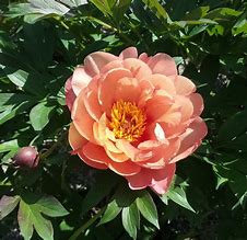Image result for Paeonia itoh Orange Victory