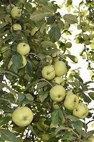 Image result for Apple Tree Harvest