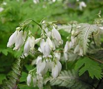 Image result for Dicentra formosa Aurora