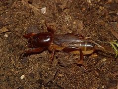 Image result for Mole Cricket Stuff Animal