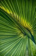 Image result for Palm Fran Privacy Screen