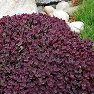 Image result for Red Ground Cover 7B