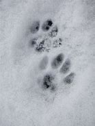 Image result for Paw Print Pebble Art