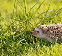 Image result for Hedgehog in Grass