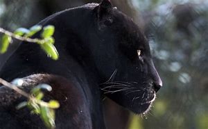 Image result for Panther Side Profile