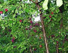 Image result for Wild Plum Tree Identification