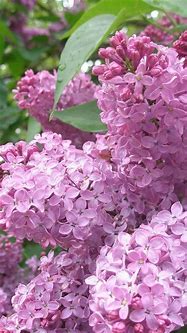 Image result for Lilac iPhone Wallpaper