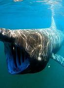 Image result for Biggest World Largest Shark