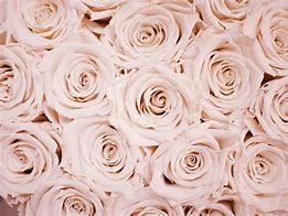 Image result for Pastel Rose Gold