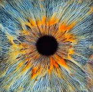 Image result for Iris Eye Art