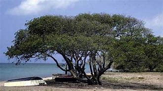 Image result for The Manchineel Tree