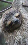 Image result for Pygmy Three-Toed Sloth