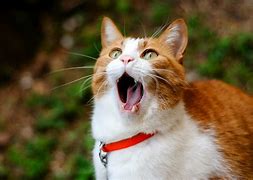 Image result for Cat with Mouth Open Side View