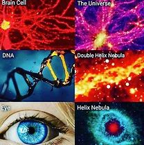 Image result for A Picture of the Universe Looking Like a Brain