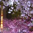 Image result for Japan Cherry Blossom at Night