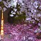 Image result for Cherry Blossom Japan Beautiful Spots