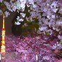 Image result for Cherry Blossom Japan Night
