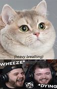 Image result for Original Heavy Breathing Cat Meme