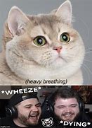 Image result for Diabetes Cat Meme Heavy Breathing