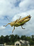 Image result for Flying Grasshopper