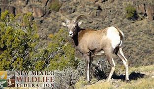 Image result for Threatened Species in New Mexico