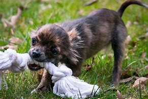 Image result for Chihuahua Bite