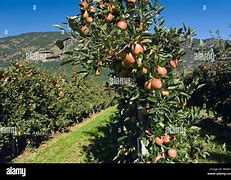 Image result for Red Apple Hanging On Tree
