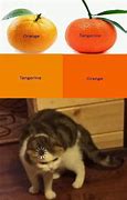 Image result for Funny Orange Cat Memes