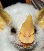 Image result for Fluffy Bat Albino