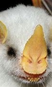 Image result for Honduran Ghost Bat