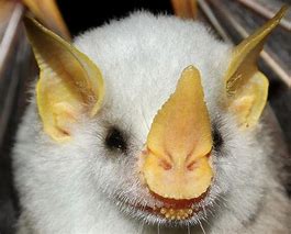 Image result for Cute Bat Noses