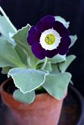 Image result for Primula auricula Remus