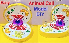 Image result for Animal Cell Model Kit