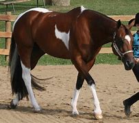 Image result for Group of Paint Horses