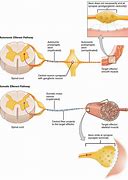 Image result for Spinal Cord Structure Diagram