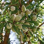 Image result for Self-Pollinating Nut Tree