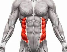Image result for Abdominal Internal Oblique Muscle