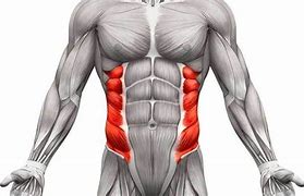 Image result for External Oblique Abdominis Muscle
